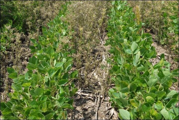 Figure 4. Authority MTZ (20 oz/acre) applied pre-emergence followed by Liberty (36 fl oz/acre) applied post-emergence. Photo was taken 7 days after post-emergence herbicide application.