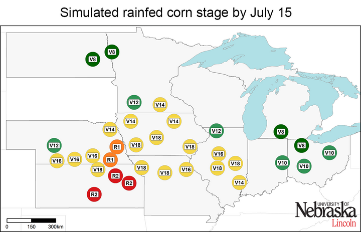 Rainfed phenology as of July 15