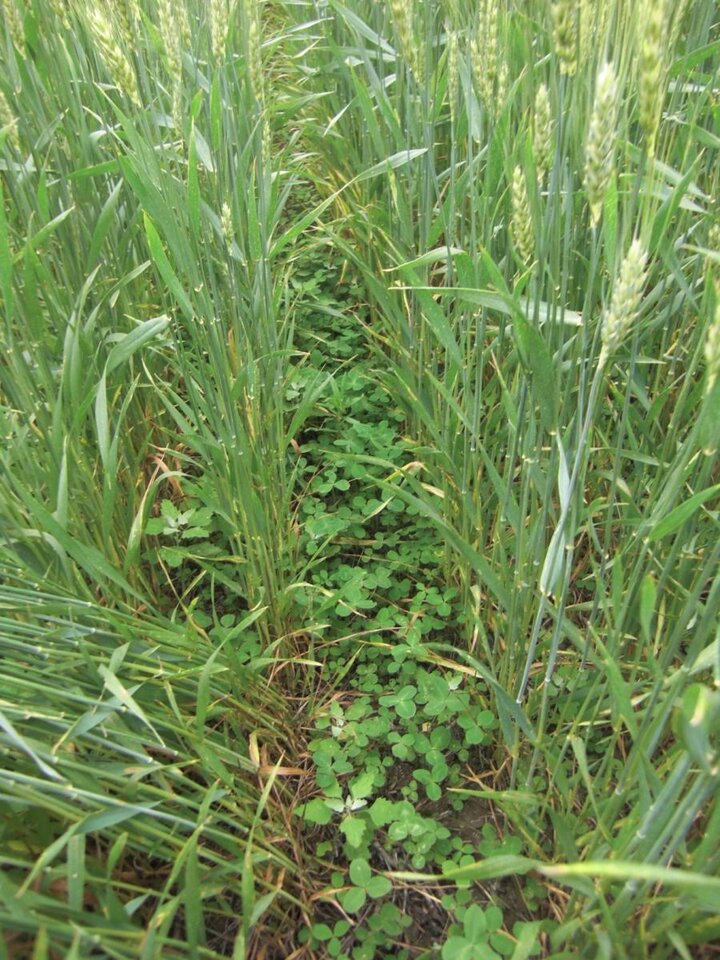 Winter wheat with undersown red clover in May