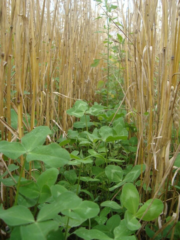 Red clover at wheat harvest in July