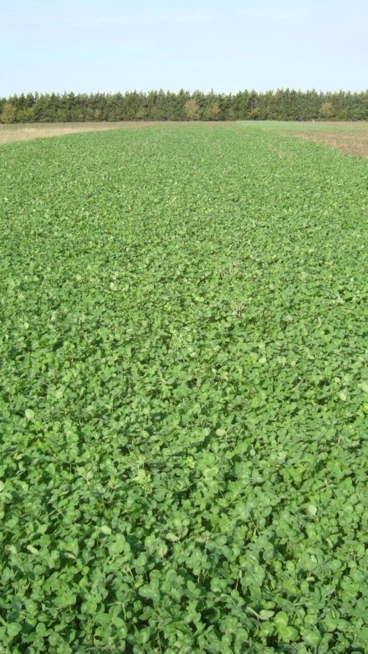 Overwintered red clover in April