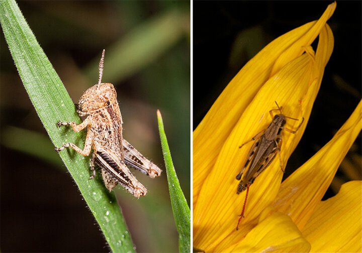 Red-legged grasshopper nymph (L) and adult.