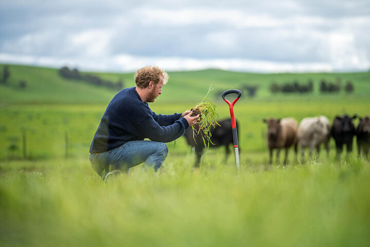 Farmer kneeling in a pasture examining a soil and root sample, with a shovel in the ground and cattle grazing in the background.