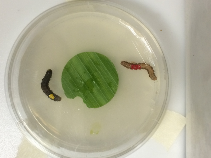 Laboratory research on corn ear pests