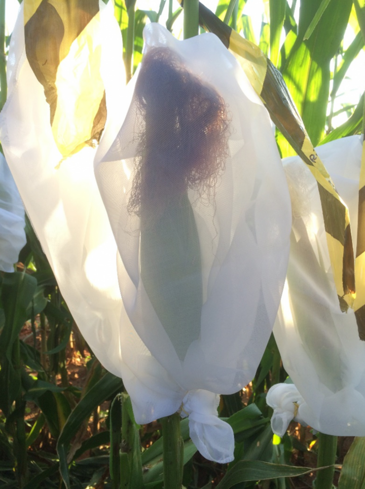 Laboratory research on corn ear pests