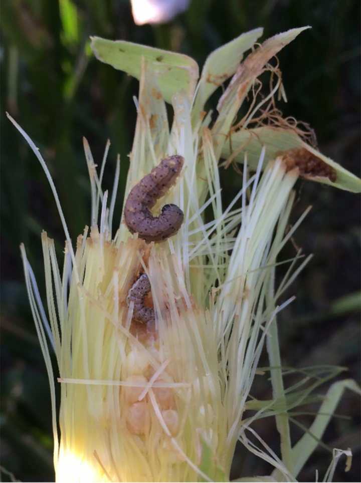 Laboratory research on corn ear pests