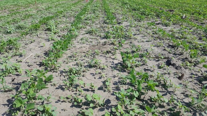 Early planted soybean