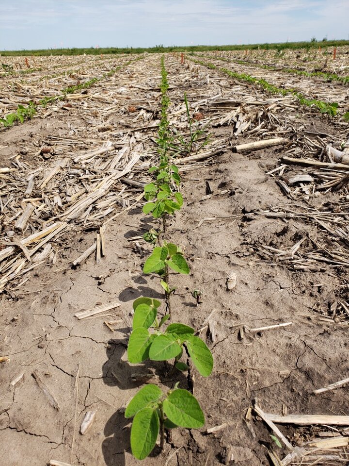 Emerged soybeans