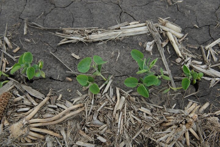 Soybeans at unifoliate stage