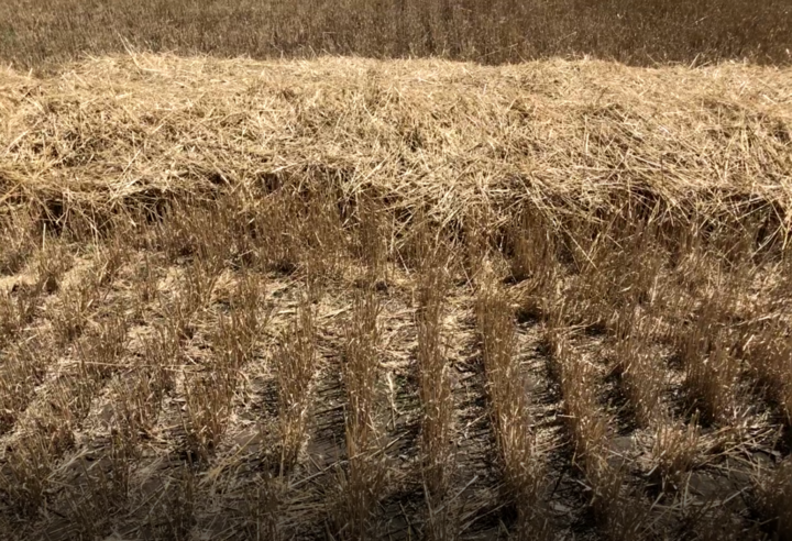 Baled wheat residue