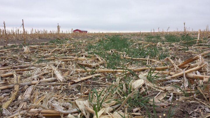 Early planted rye cover crop at Brule