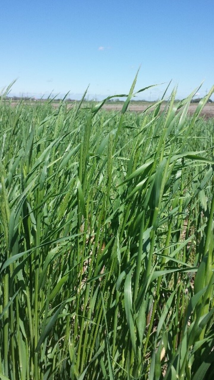 Rye cover crop at heading