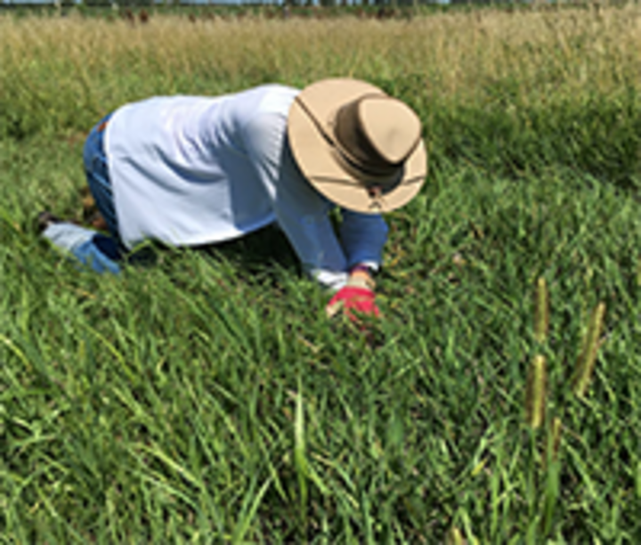 Sarah Morton conducting field research