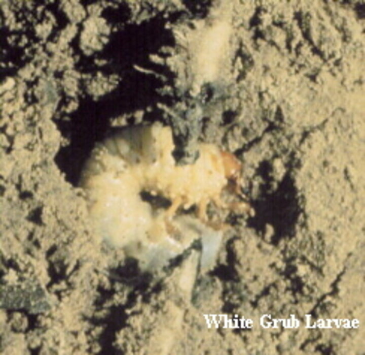 sand chafer white grub