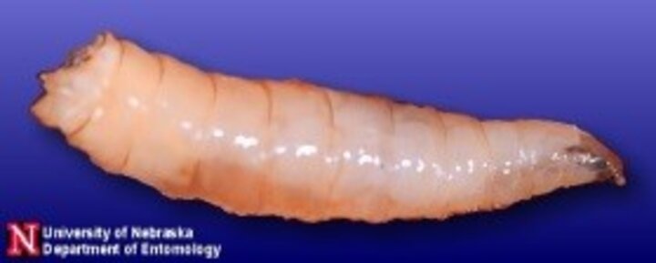 Seed corn maggot