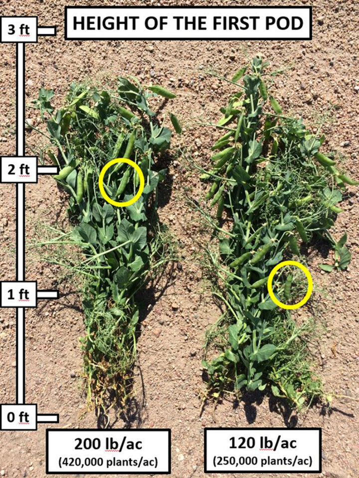 Comparison of first field pea pod heights