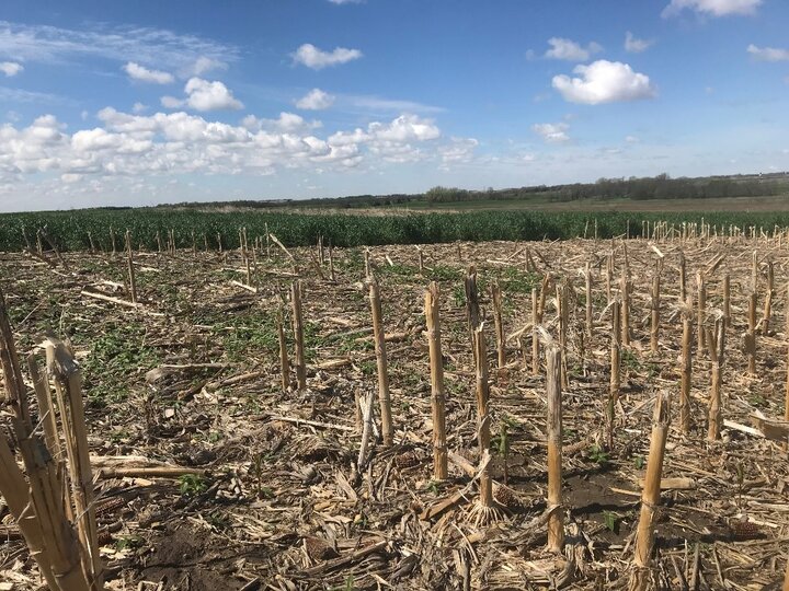 Photo of Howard County plot where a five-species mix is being compared with no cover crop.