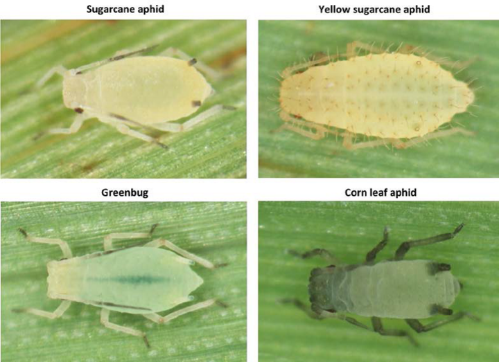 Sorghum aphids