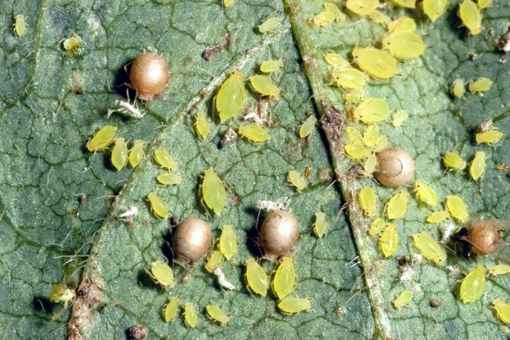 mummified soybean aphid