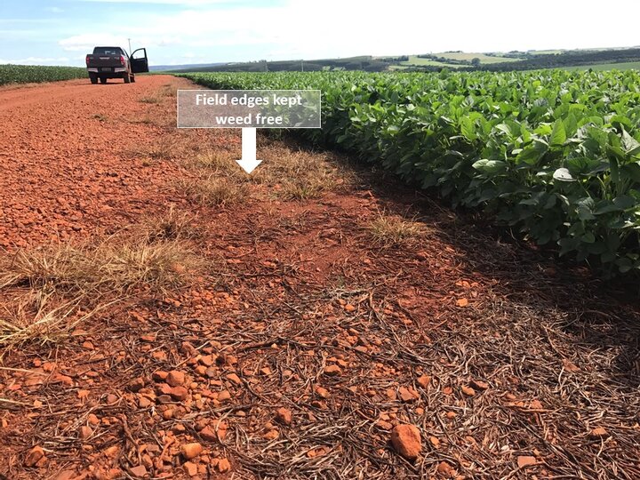 soybean-Brazil-weed-free-edges