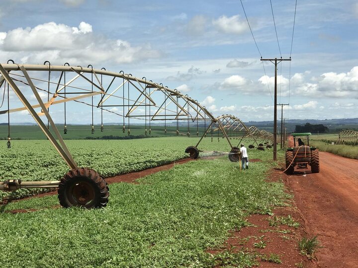 weed free area in Brazilian soybean field