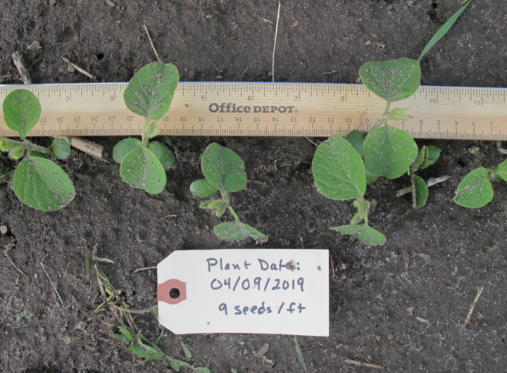 Soybean planted 4/9, 2019; photo taken May 13