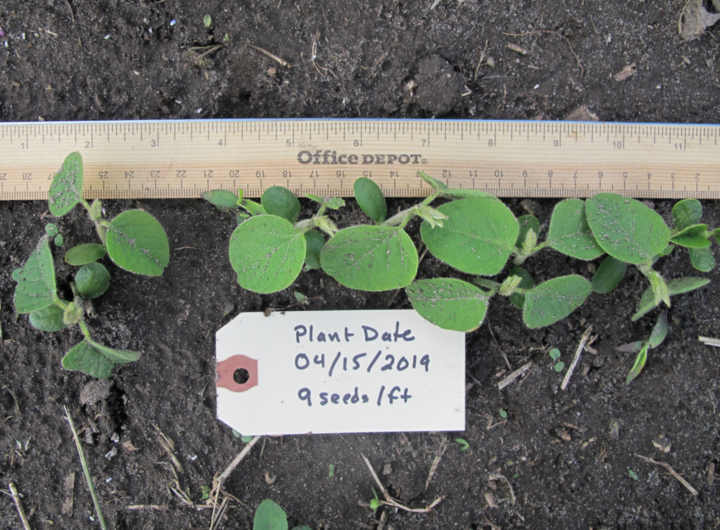 Soybean planted 4/16; photo taken 5/13