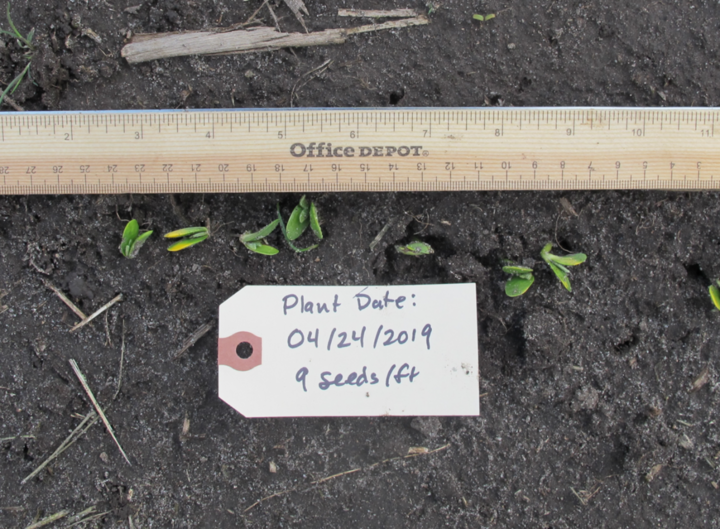 Soybean planted 4/24; Photo taken 5/13