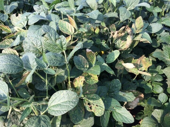 Sudden-death-syndrome-soybean