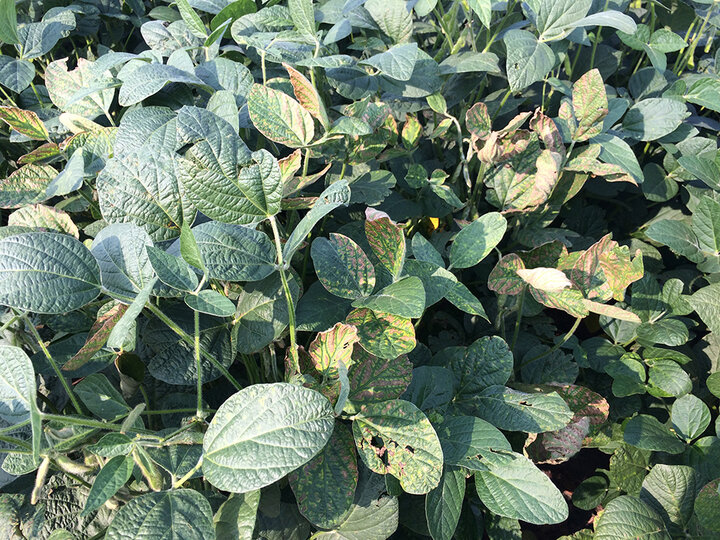 Advanced stage of sudden death syndrome in soybeans