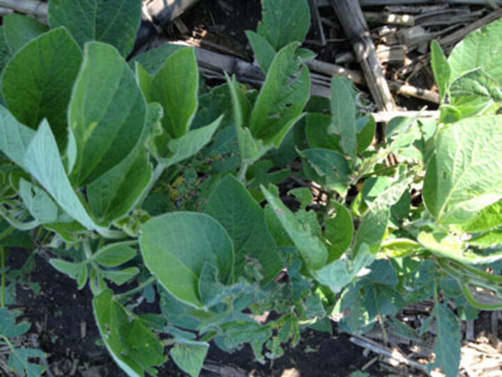 bacterial leaf blight in soybean