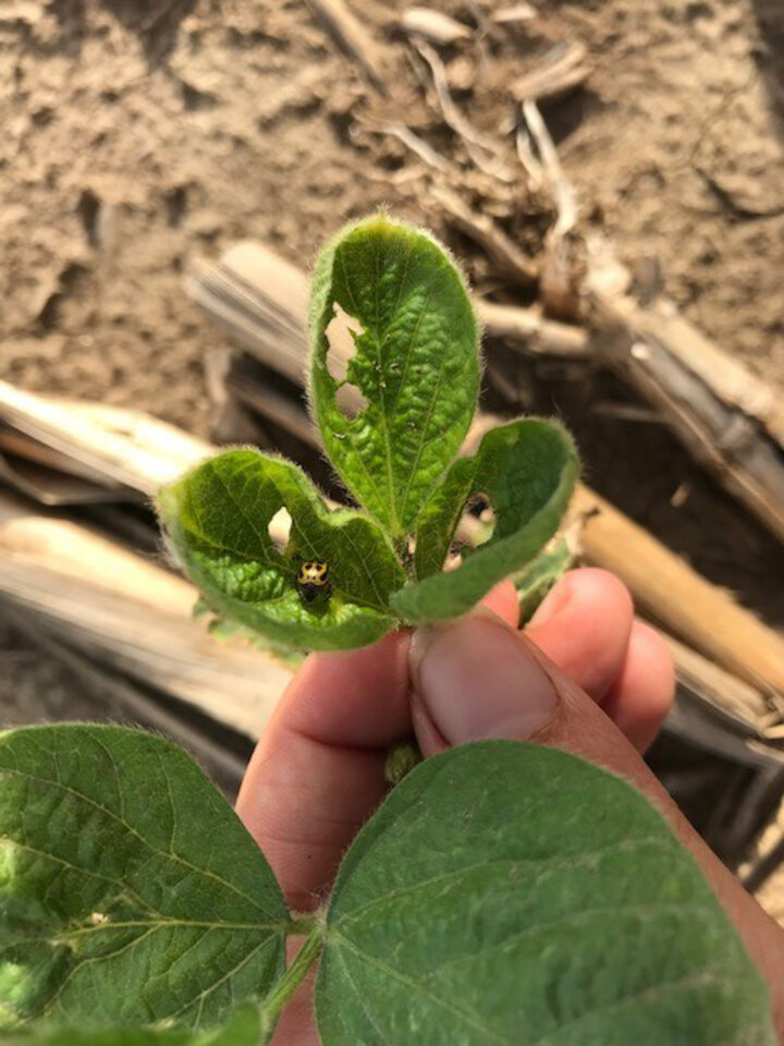 Bean leaf beetle damage to soybean