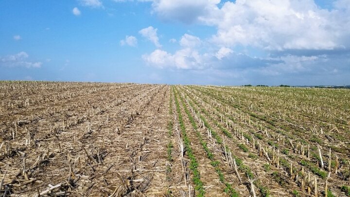 Early planted soybeans from the improved soybean practice