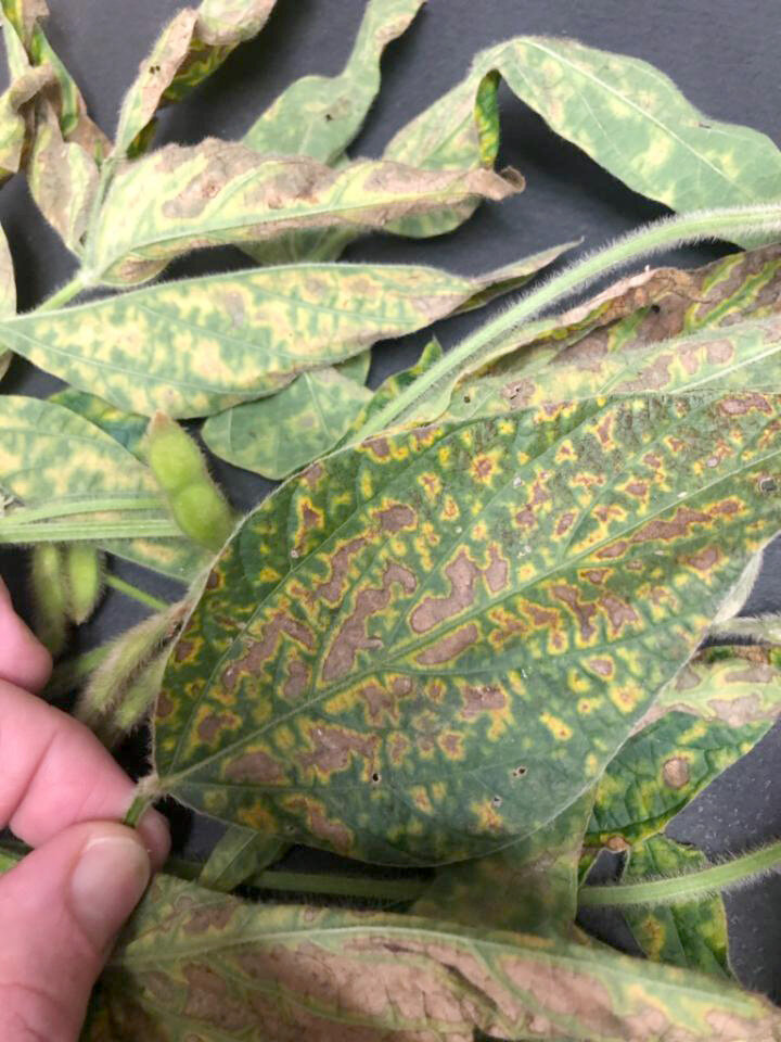 Brown stem rot on leaf