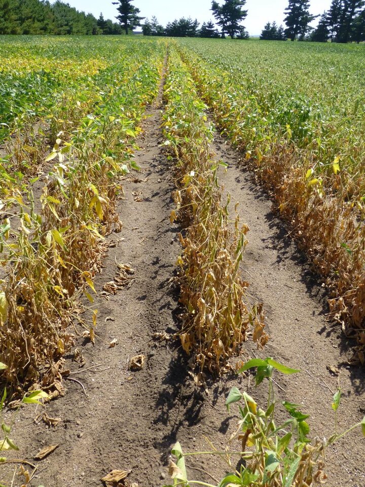 Soybean field with charcoal rot