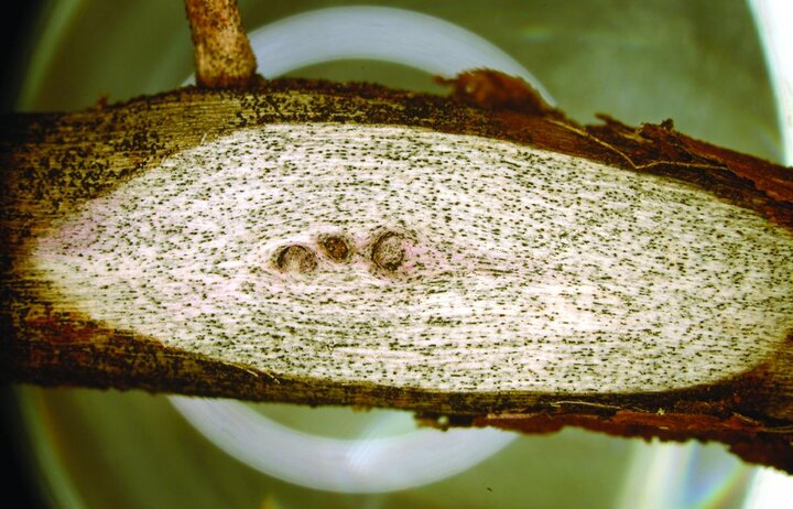 Charcoal rot in soybean