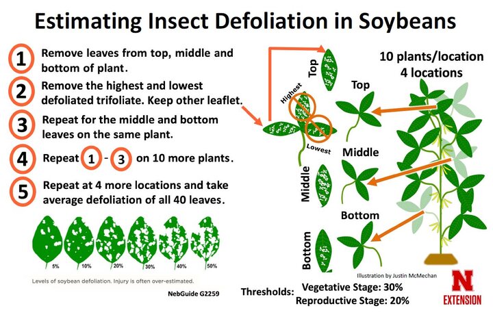 Estimating soybean defoliation injury