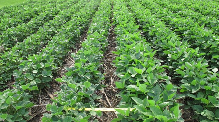 Plots of dicamba-susceptible and dicamba-resistant soybean