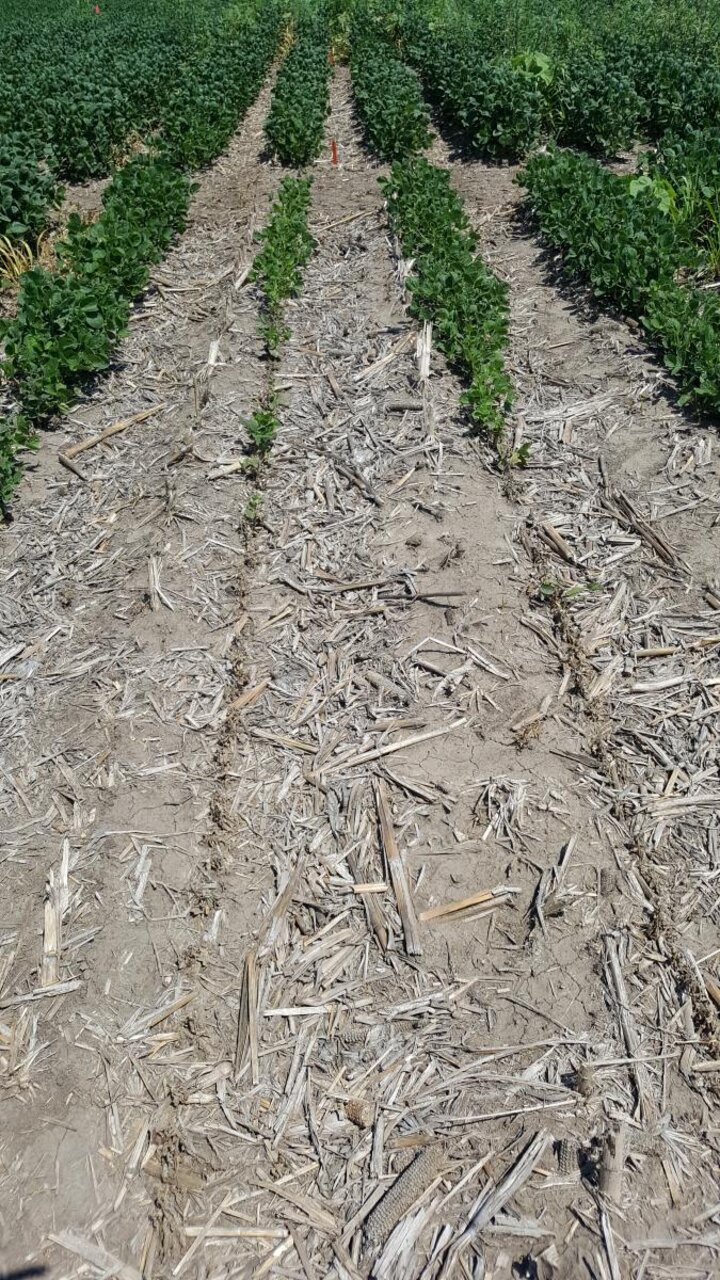 Dicamba injury to soybean from tank contamination