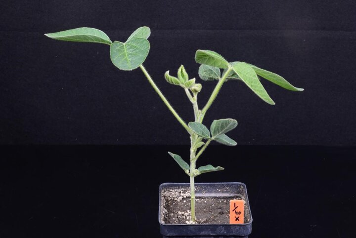 dicamba injury to young soybean