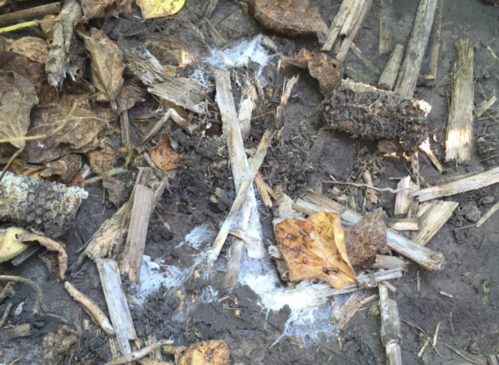 Fungus on soil not indicative of white mold in soybean