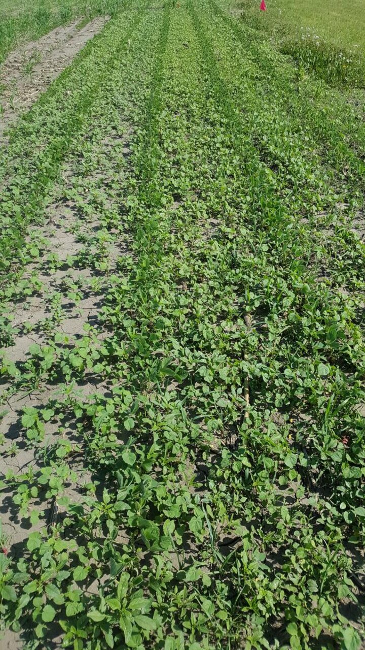 Weedy soybean field