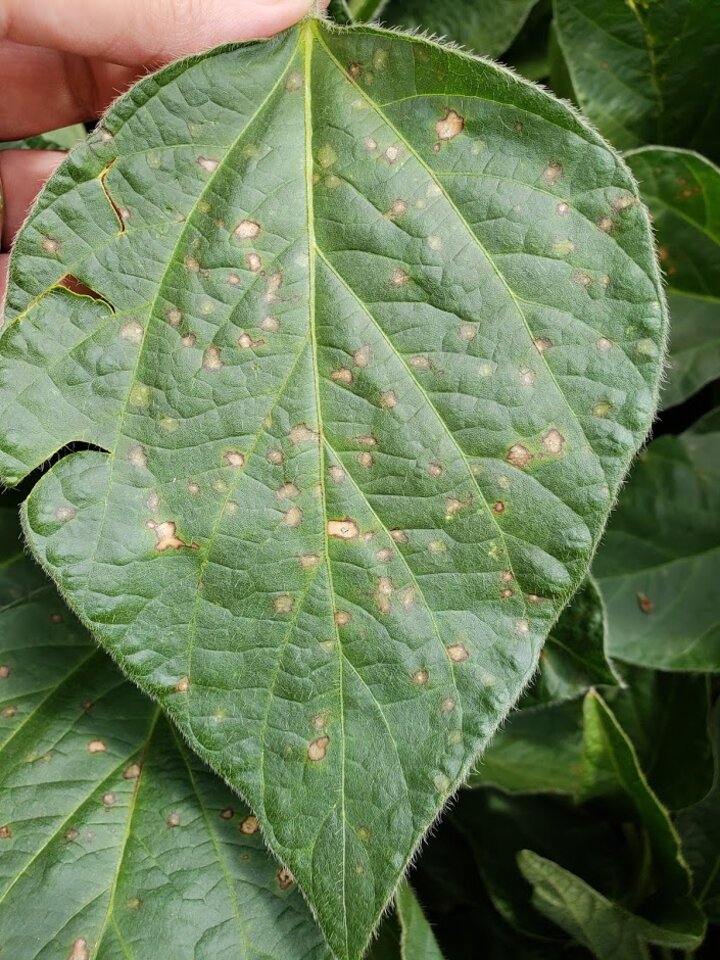 Frogeye leafspot on a soybean leaf