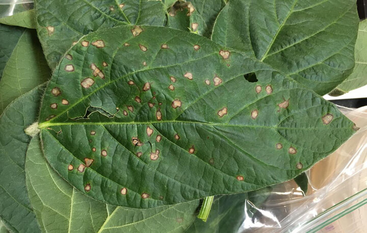 Soybean frogeye leaf spot