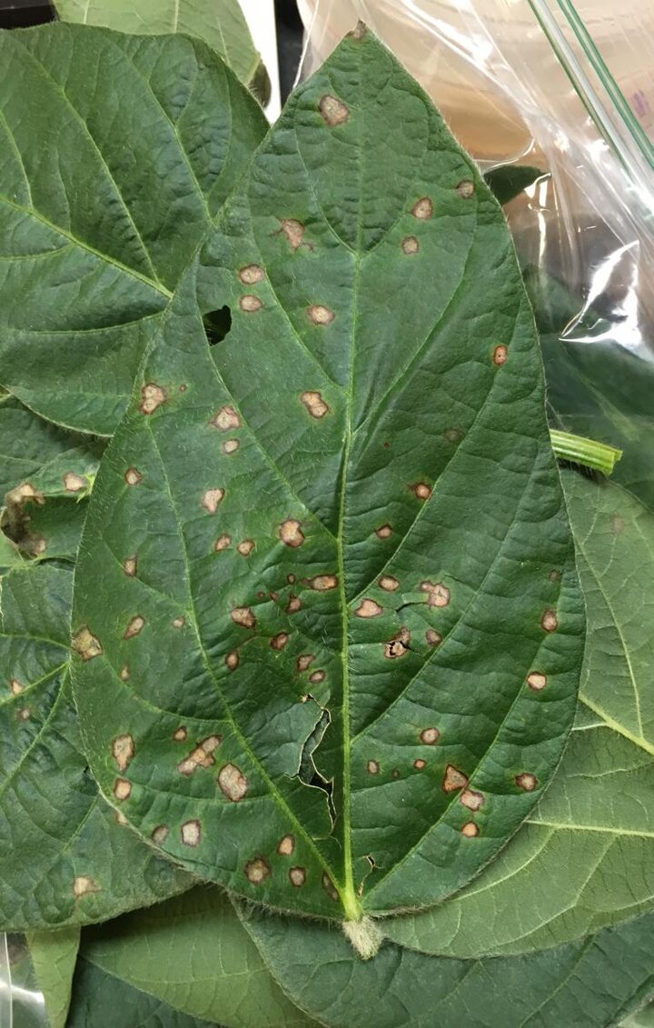 Frogeye leaf spot