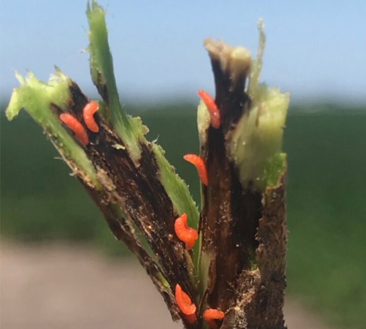 Soybean Gall Midge Larvae