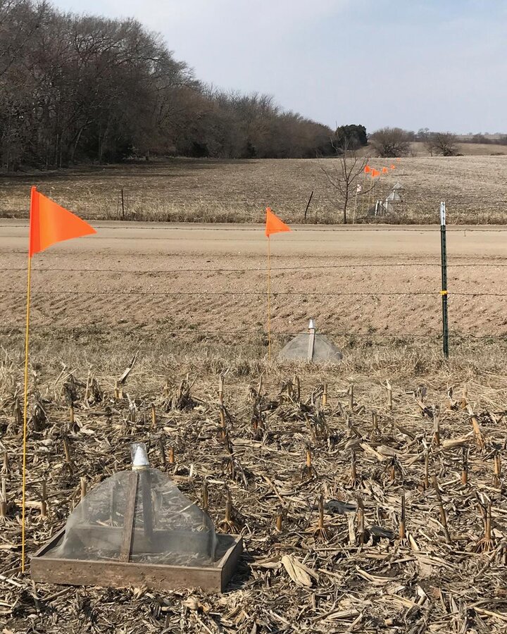 Soybean gall midge traps