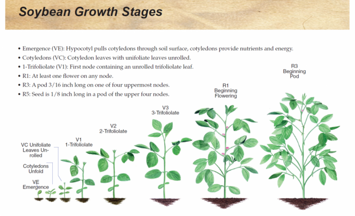 Soybean Growth Stages