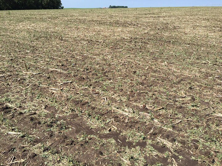 Hail-damaged soybean field