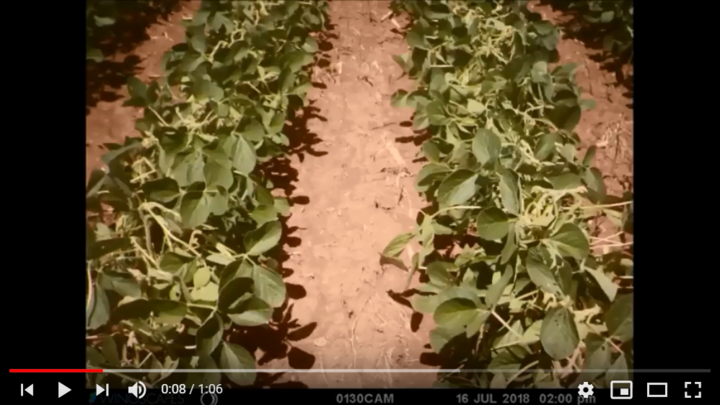 Photo from a time lapse showing injury from applying 1/10 of the labeled rate of XtendiMAX on R1 Roundup Ready soybean